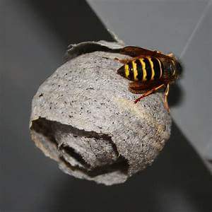 Wasp Nest